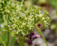Valerianella uncinata