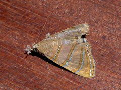 Eulepidotis caeruleilinea