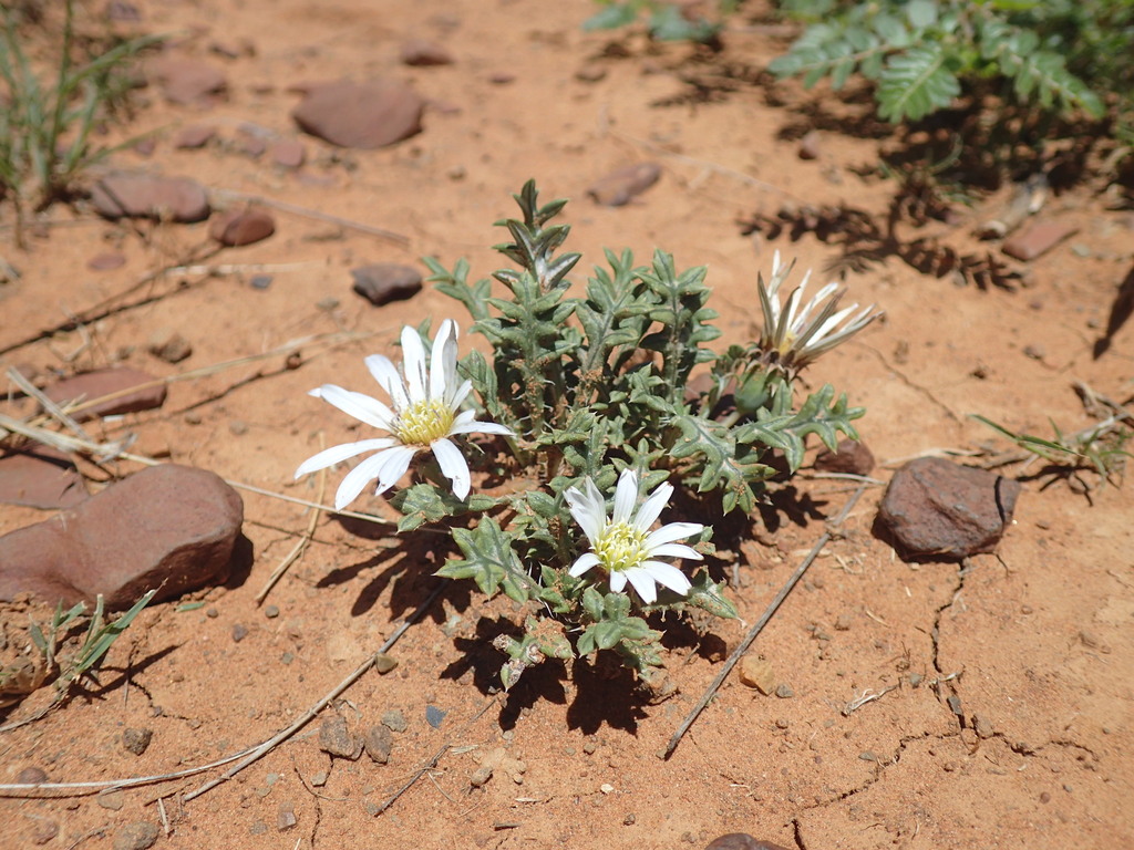 White Thistle Gazania