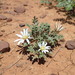 White Thistle Gazania - Photo (c) Mahomed Desai, some rights reserved (CC BY), uploaded by Mahomed Desai