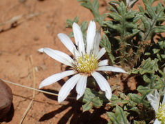 Gazania jurineifolia