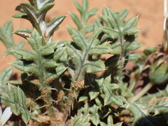 Gazania jurineifolia