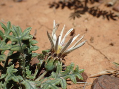 Gazania jurineifolia