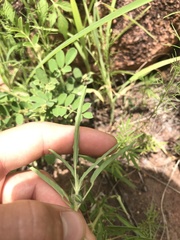 Monsonia angustifolia