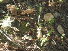 Lampropeltis zonata