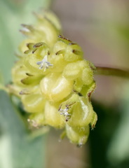 Valerianella turgida