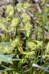Valerianella turgida