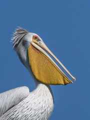Pink-Backed Pelican photo 3