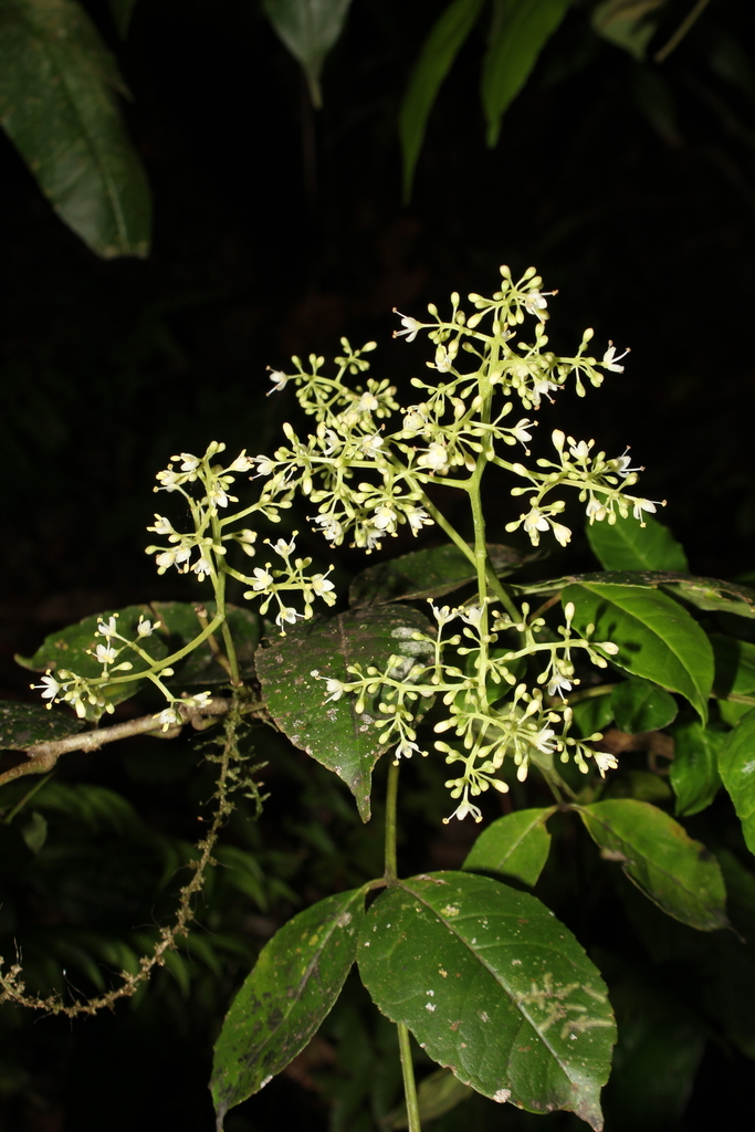 Zanthoxylum acuminatum