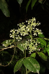 Zanthoxylum acuminatum