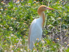 Bubulcus ibis