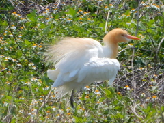 Bubulcus ibis