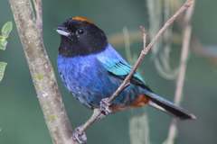 Iridosornis rufivertex