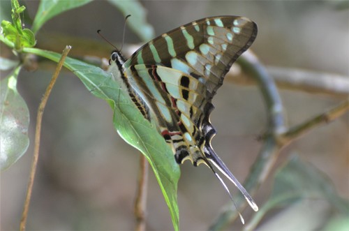 Small Striped Swordtail