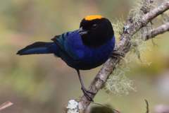 Iridosornis rufivertex