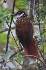 Pseudocolaptes boissonneautii