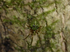 Cryptaranea atrihastula