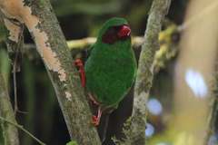 Chlorornis riefferii