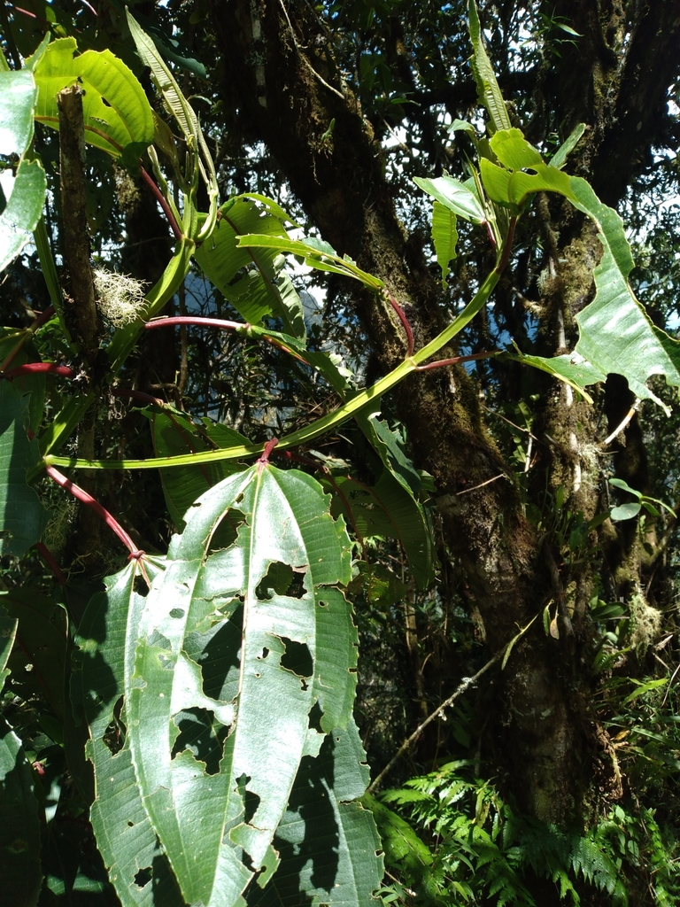 Axinaea alata
