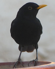 Turdus merula mauritanicus