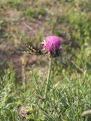 Carduus nutans maurus