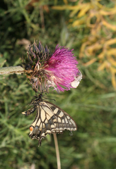 Carduus nutans maurus