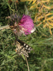 Carduus nutans maurus