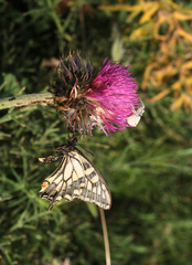 Carduus nutans maurus