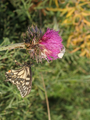 Carduus nutans maurus