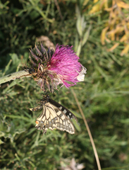 Carduus nutans maurus