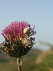 Carduus nutans maurus