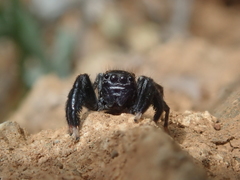 Euophrys altera
