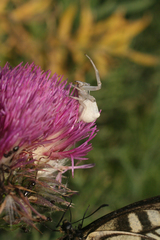 Carduus nutans maurus