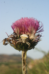 Carduus nutans maurus