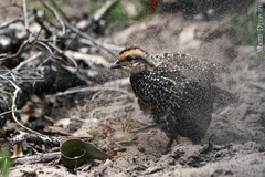 Pternistis afer castaneiventer