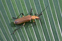 Chauliognathus cinguliventris