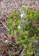 Wahlenbergia cinerea