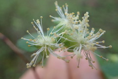Neviusia cliftonii