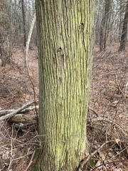 Chrysothrix chamaecyparicola