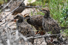 Pternistis afer castaneiventer