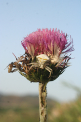 Carduus nutans maurus