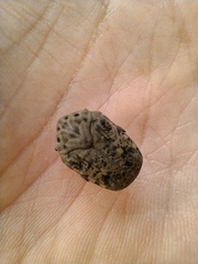 Gymnetis litigiosa
