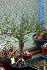 Operculicarya pachypus