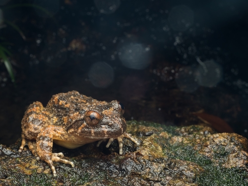 Hong Kong Paa Frog, Quasipaa exilispinosa