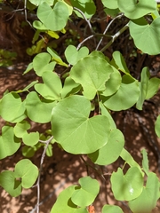 Cercis orbiculata