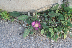 Centaurea pullata