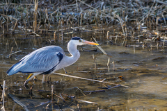 Ardea cinerea