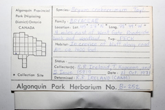 Ptychostomum creberrimum