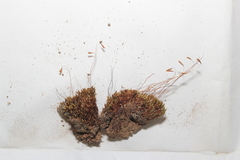 Ptychostomum creberrimum