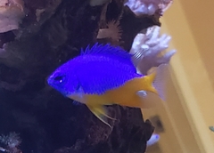 Pomacentrus auriventris